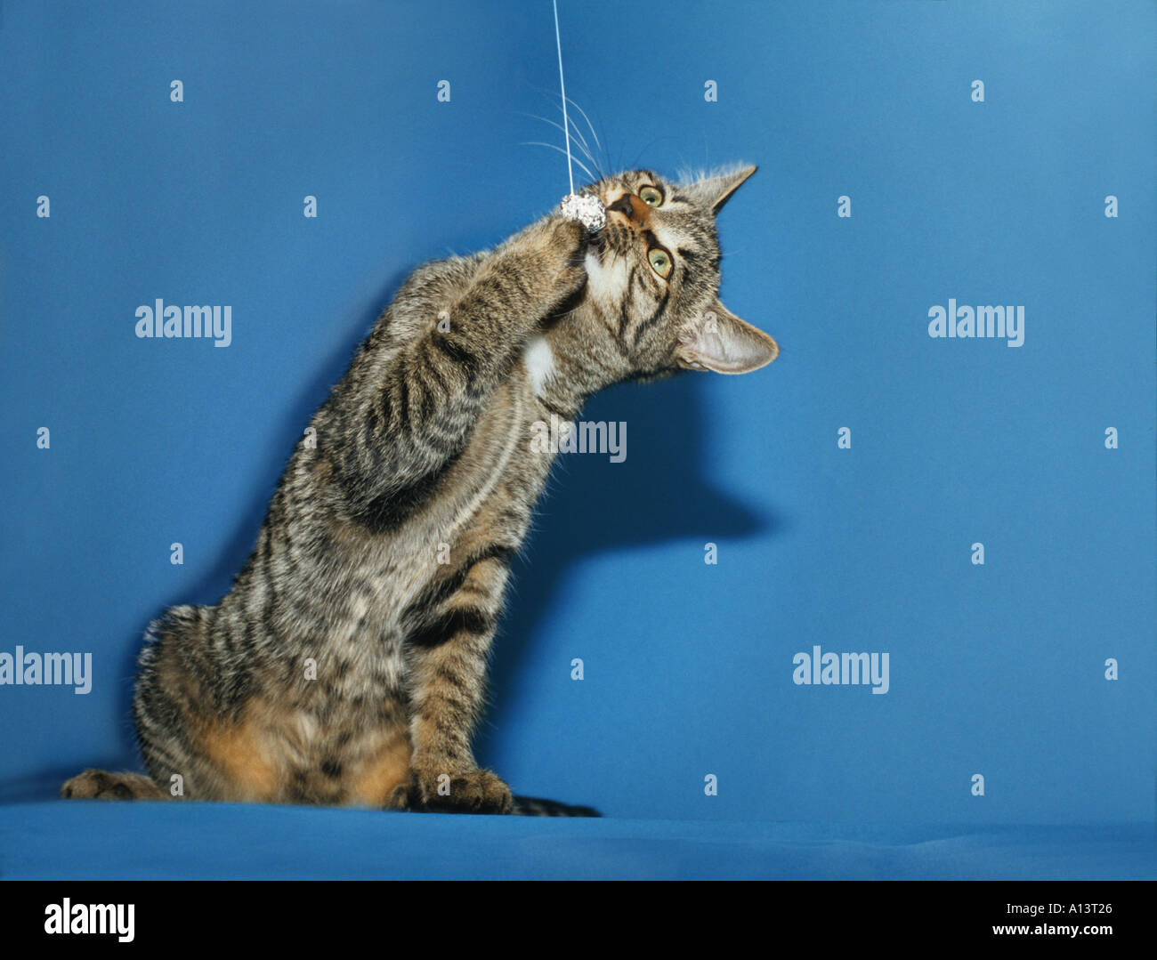 katze auf papier stockfotos und bilder kaufen alamy