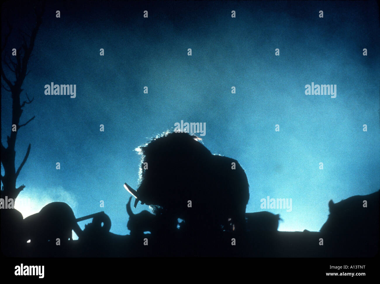 Razorback Jahr 1984 Regisseur Russell Mulcahy Stockfoto