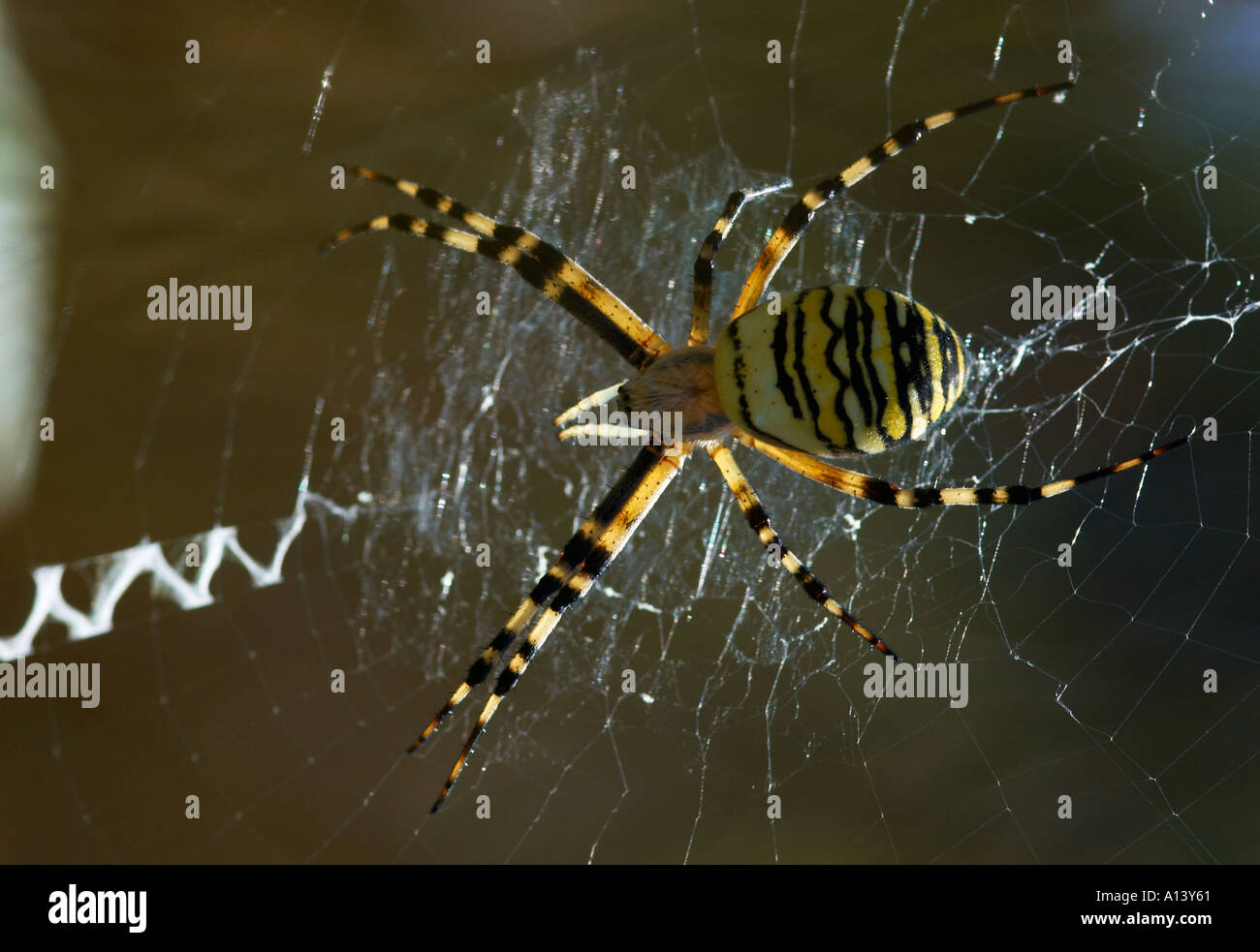 Einen weiblichen Wespe Spider Argiope Bruennichi auf seiner Webseite in Epping Forest London UK mit charakteristischen Zick-Zack-Muster im web Stockfoto
