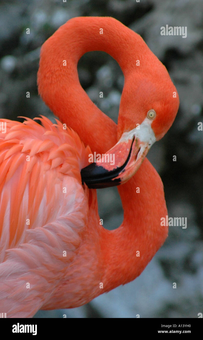 Flamingo 8 Stockfoto