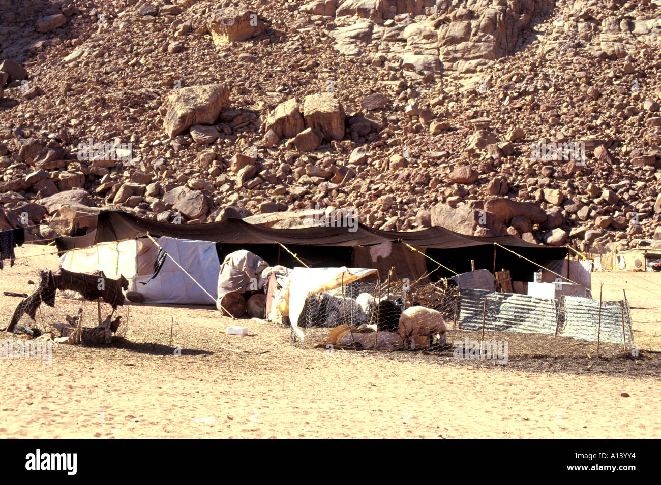 Beduinen Tiere im Wadi Rum Jordan Stockfoto