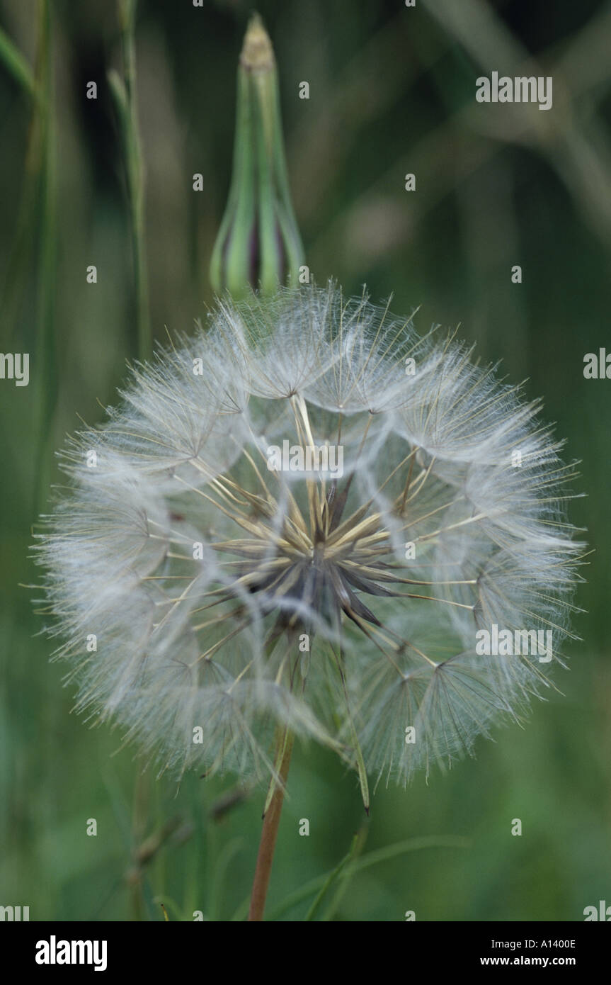 Geißbart Stockfoto