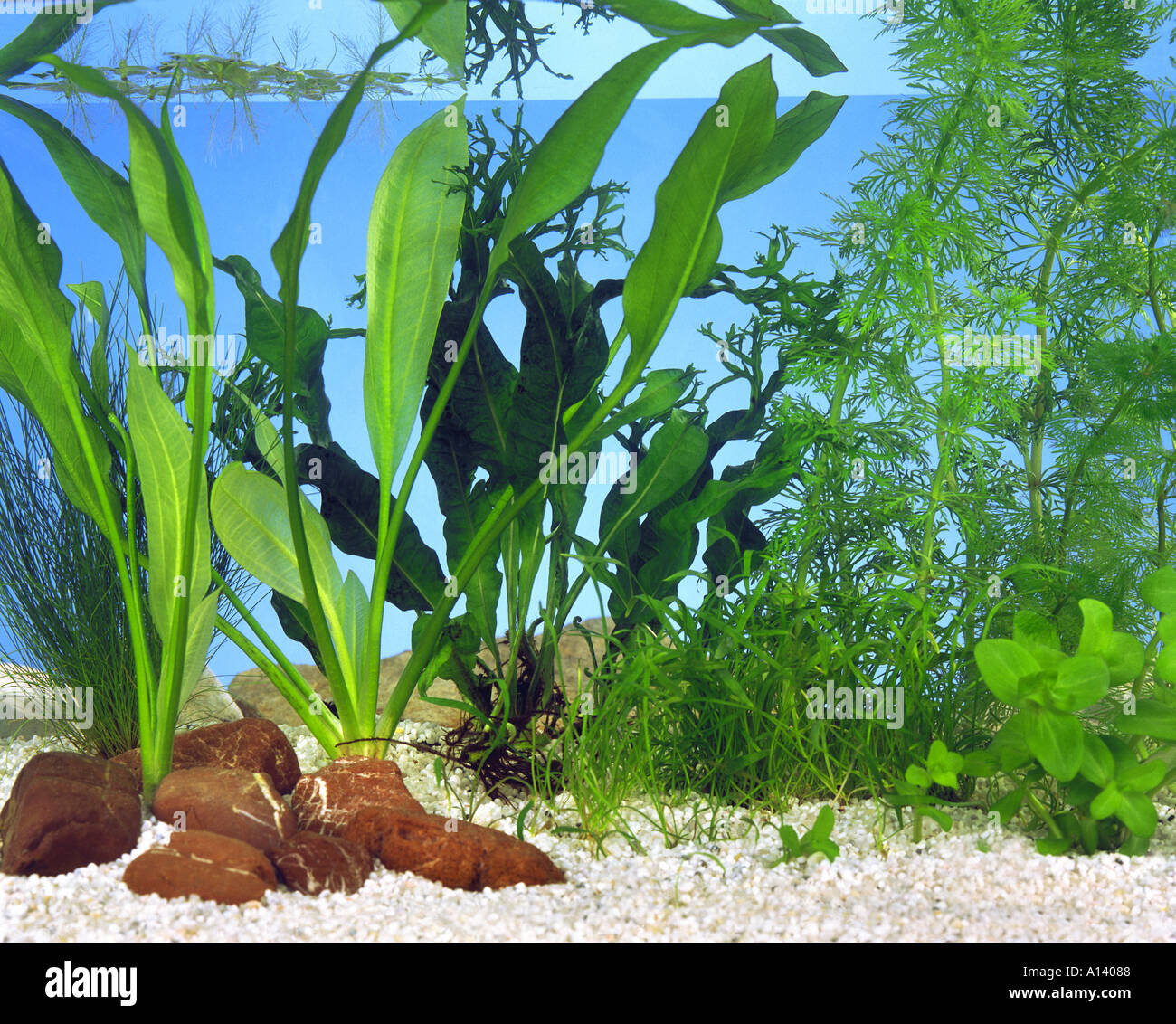 Aquarium mit Pflanzen-Wasserpflanzen Stockfoto