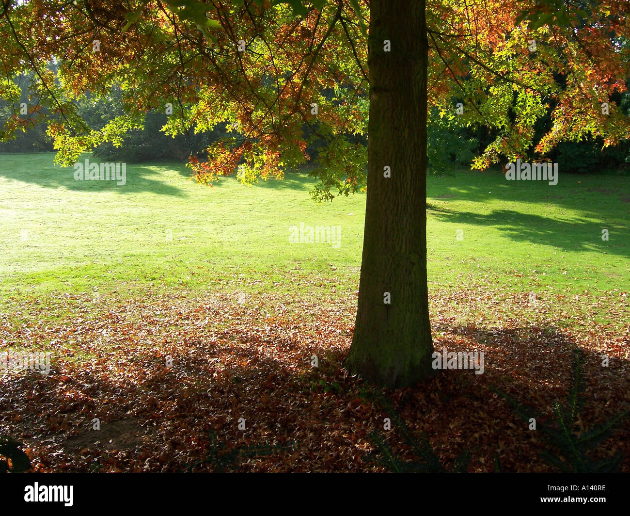 herbstliche Szene mit einzelnen Eiche Stockfoto