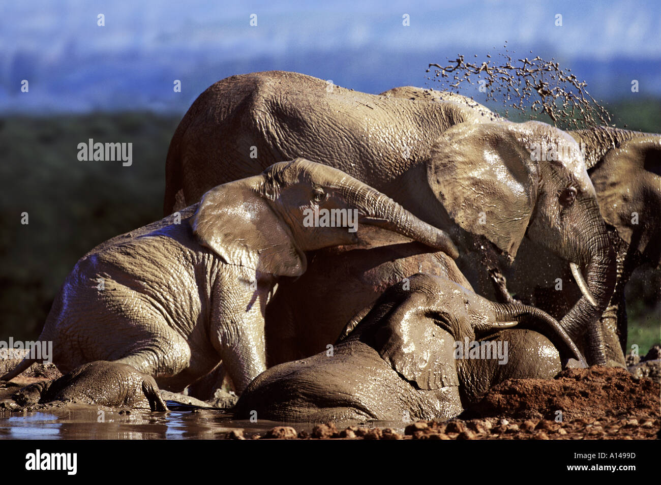 Elefanten suhlen im Schlamm Addo National Park in Südafrika Stockfoto