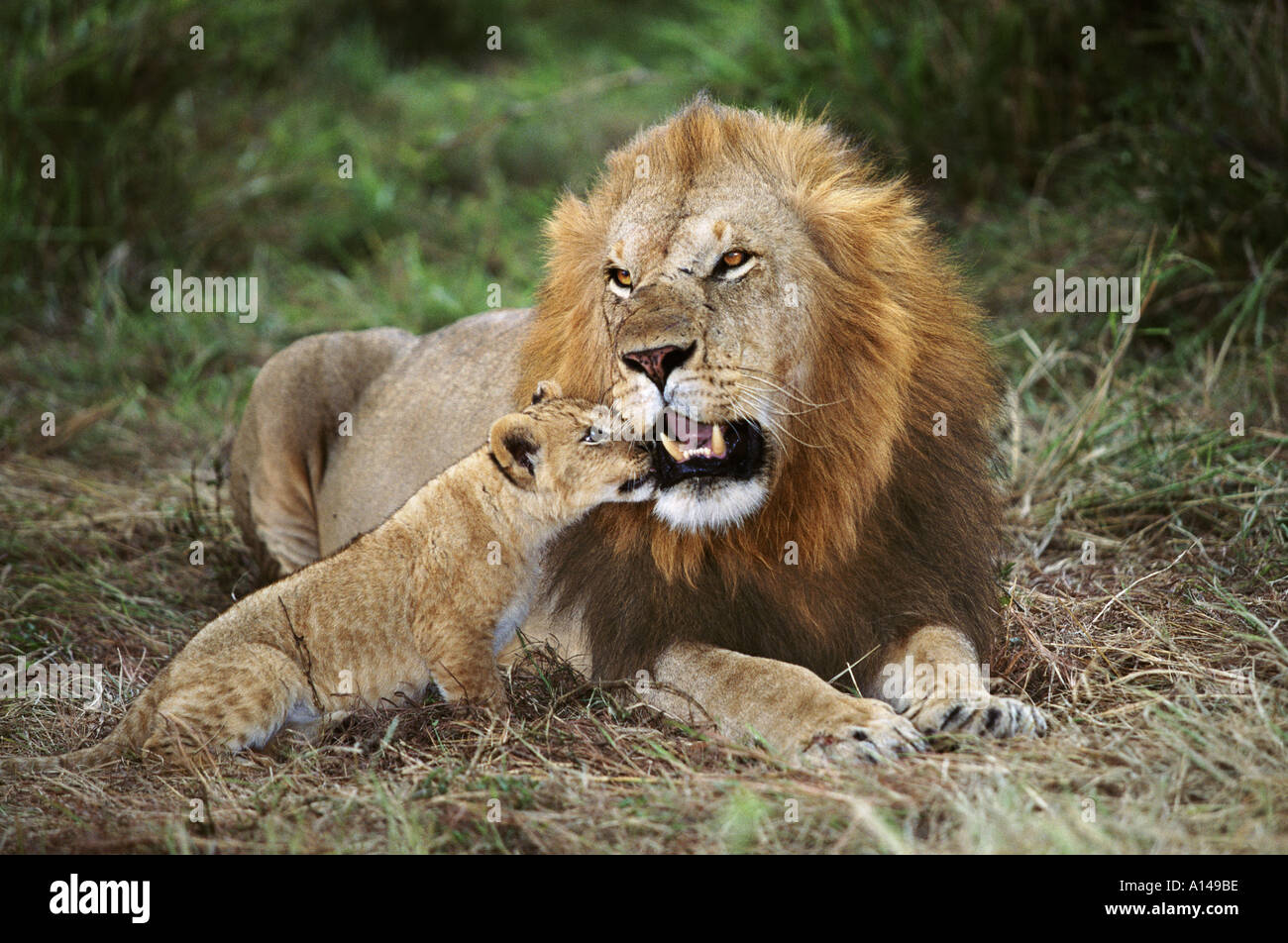 Löwe und Cub Masai Mara Kenia Stockfoto