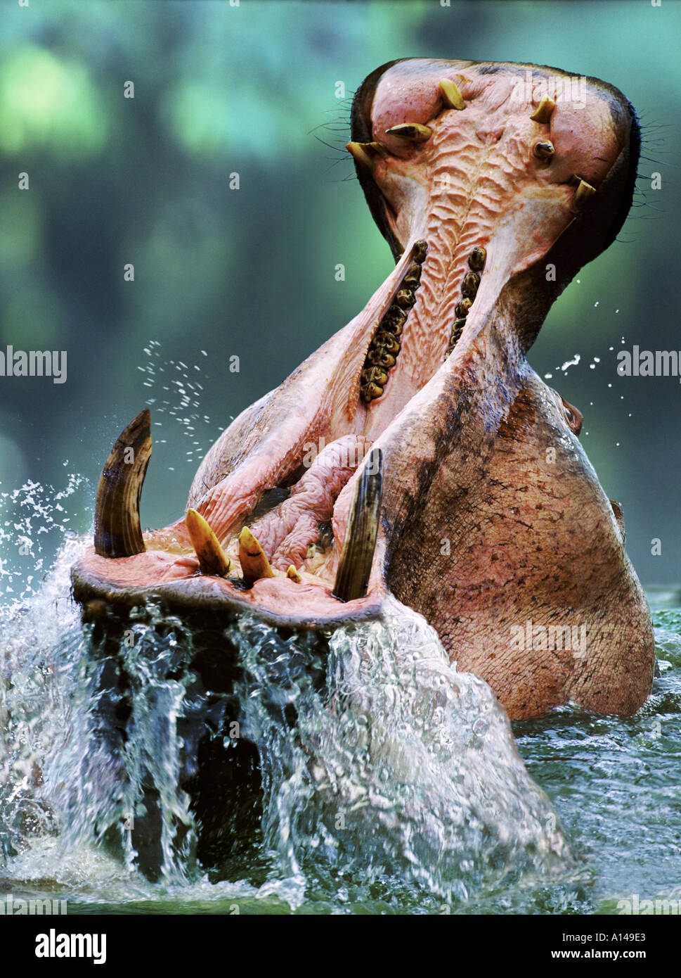 Nilpferd mit Mund öffnen Queen Elizabeth Park Uganda Stockfoto