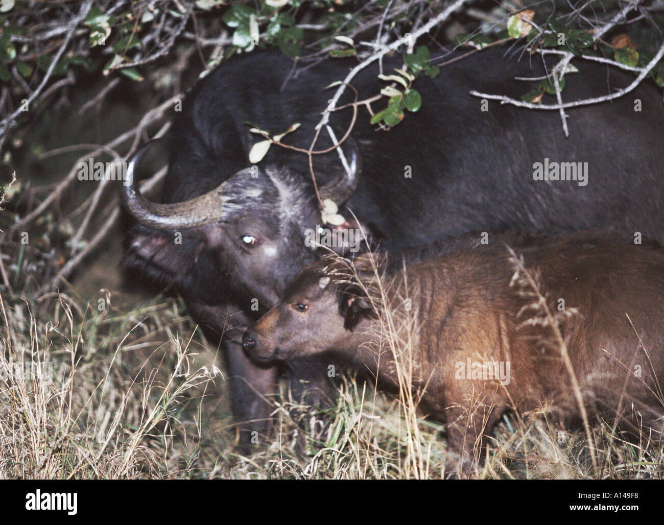 Buffalo und Junggebliebene Nacht Südafrika Stockfoto