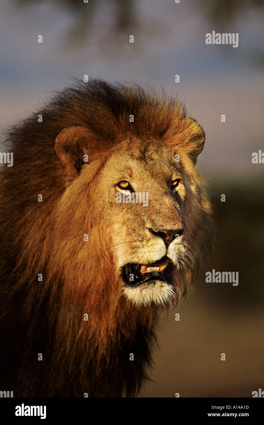 Männlicher Löwe Masai Mara Kenia Stockfoto