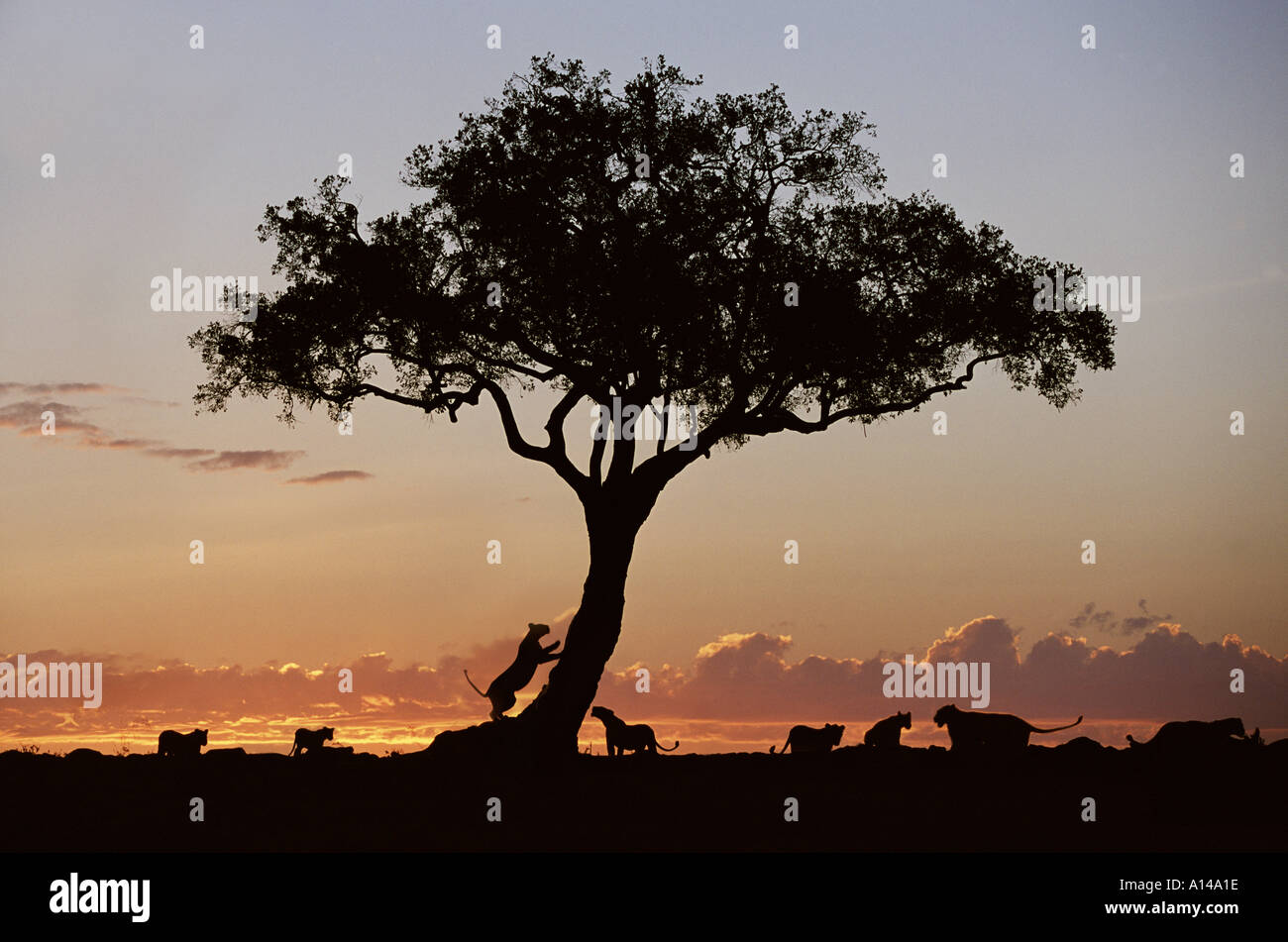 Löwen, die Silhouette am Sonnenuntergang Masai Mara in Kenia Stockfoto