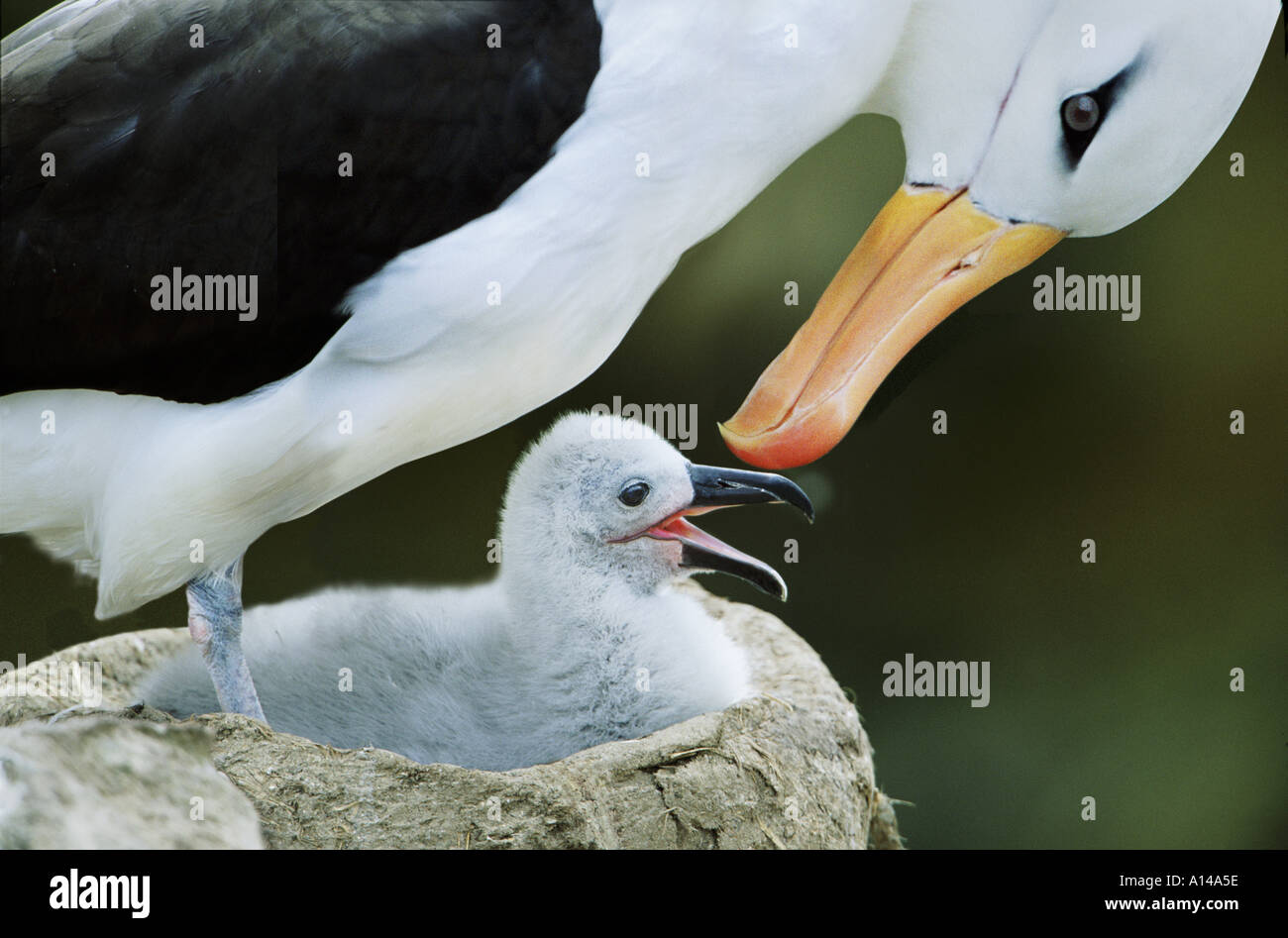 Schwarzen browed Albatross und Küken Falkland-Inseln Stockfoto