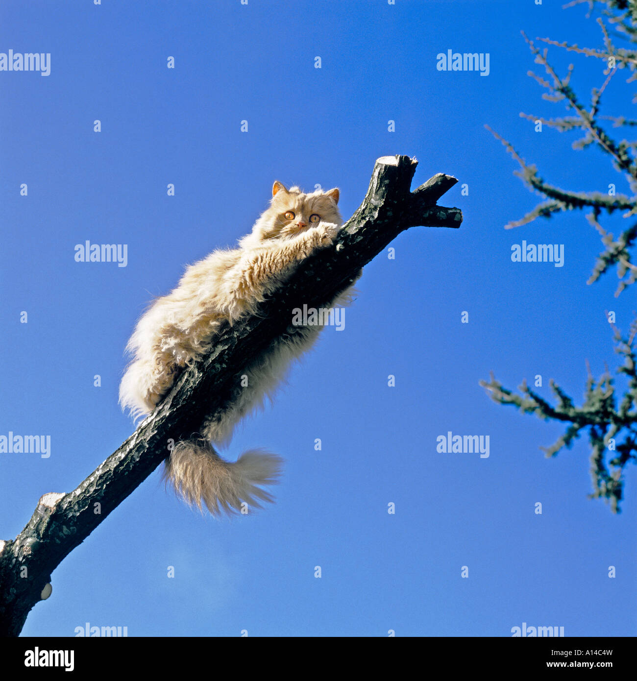 ein Stammbaum Langhaar Hauskatze erkunden einen gefallenen Ast Stockfoto