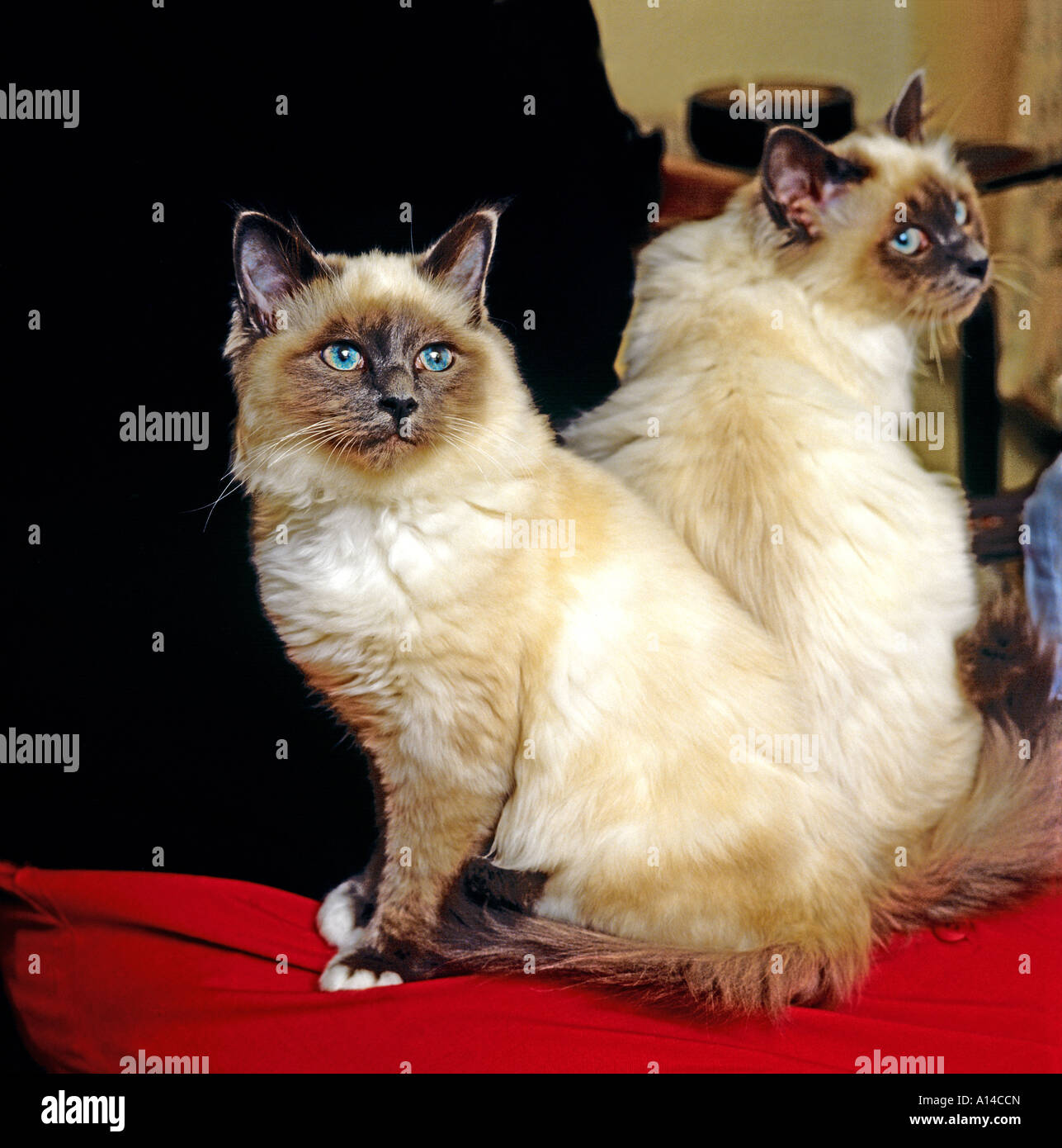 2 Birman Katzen auf einem roten Rand menschlichen Lap wie Buch endet Wales UK EU Stockfoto