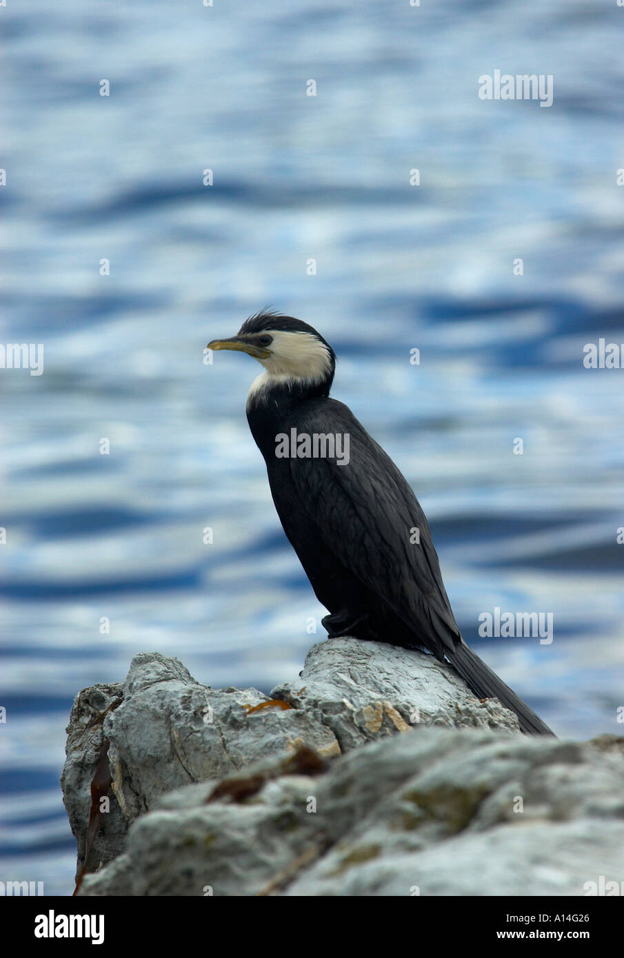 Kleine Shag Phalacrocorax Melanoleucos Brevirostris sitzt auf einem Felsen Südinsel Neuseeland Stockfoto