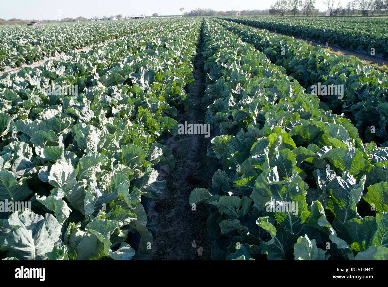 Bereich der Blumenkohl in der Nähe von Sun City Center Florida Stockfoto