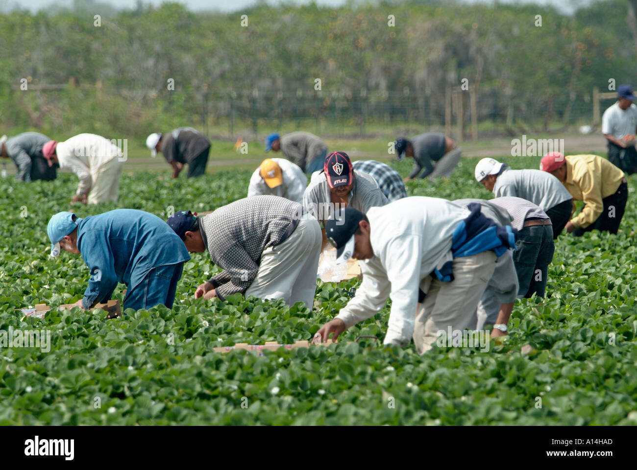 Mexikanische amerikanische Wanderarbeiter pflücken Erdbeeren in einem Feld Plant City Florida Stockfoto
