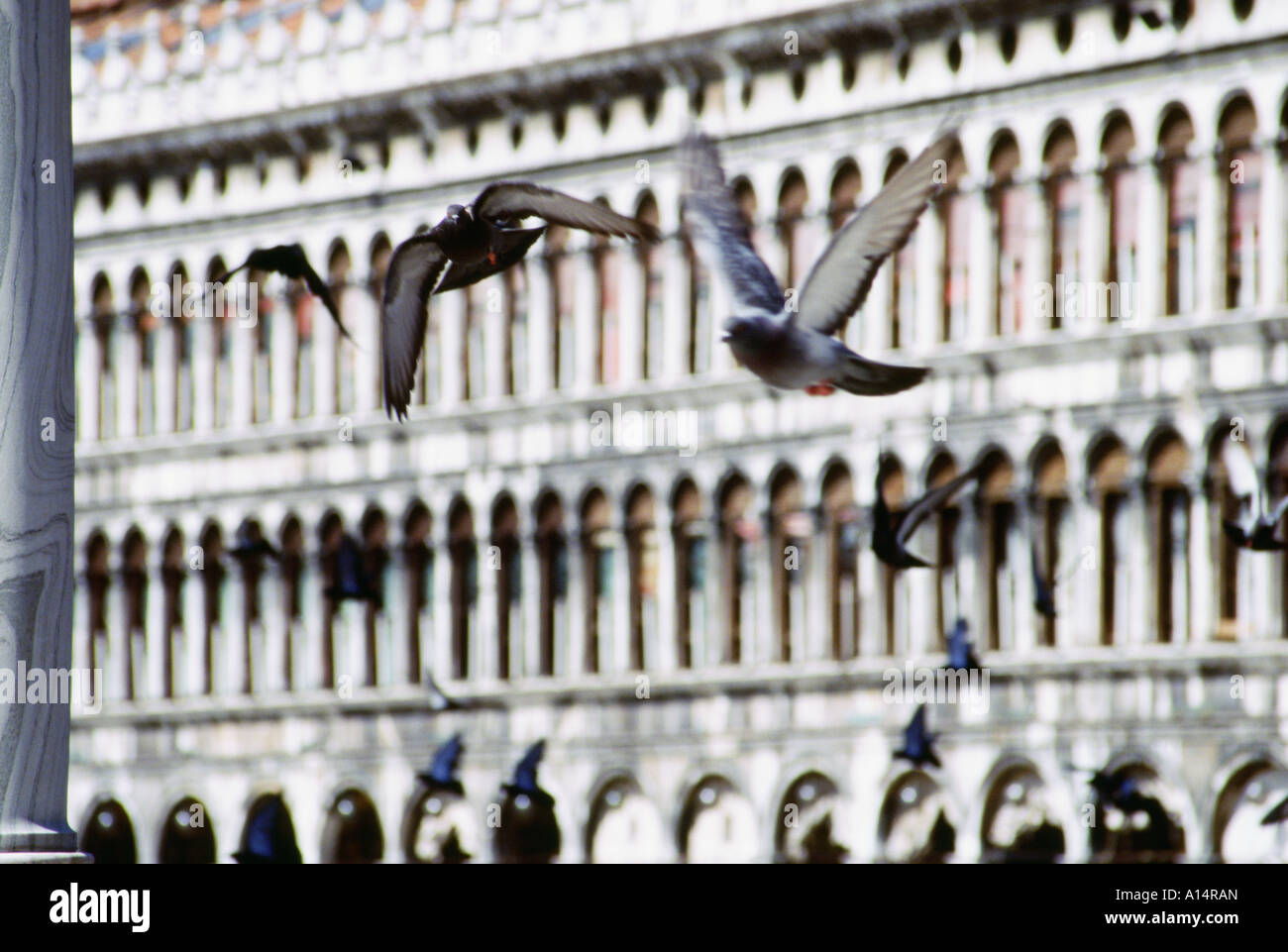 Tauben fliegen in San Marco Square Venedig Italien Stockfoto