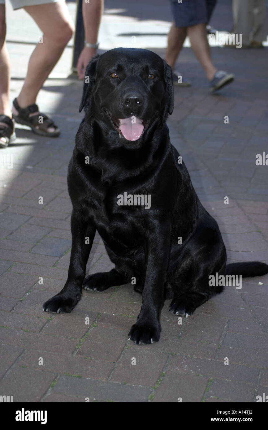 Schwarze Labrador Hund sitzen und schauen glücklich Stockfoto