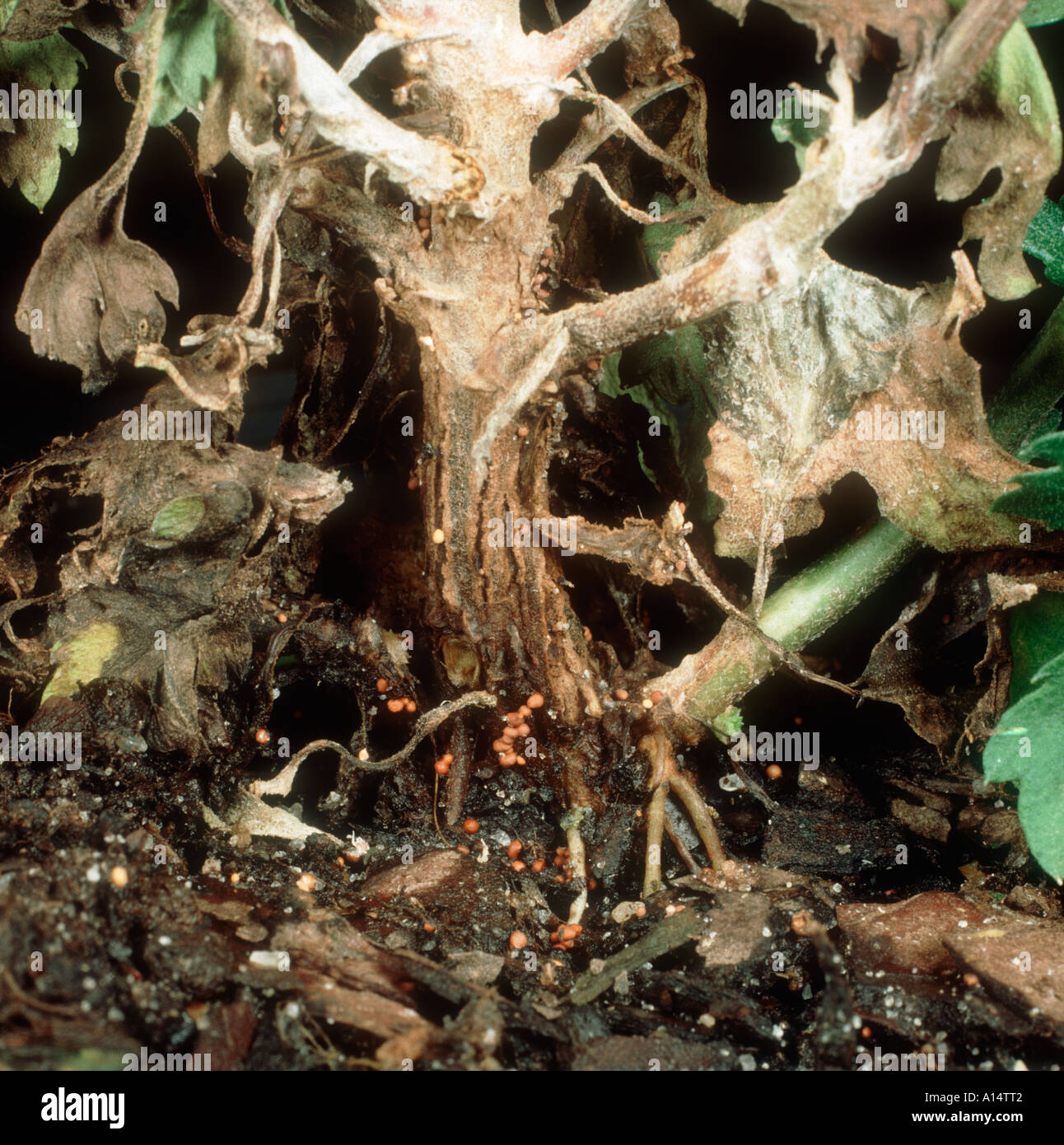 Stängelfäule (Athelia rolfsii) auf Chrysantheme Topfpflanze Stockfoto