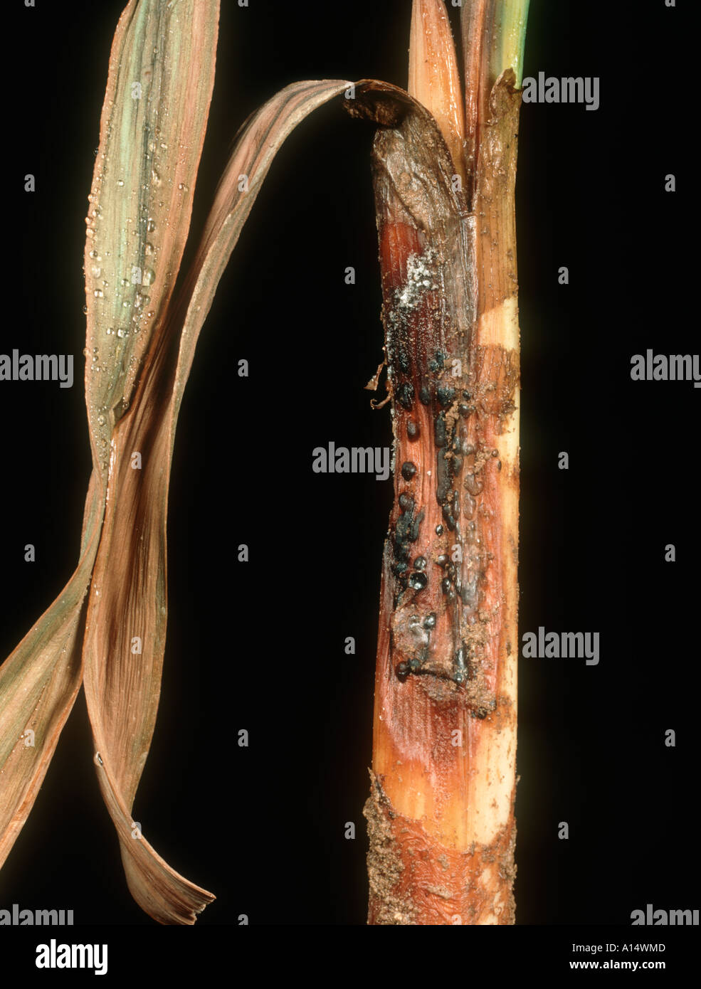 Narcissus Glimmplatte Weißstängeligkeit Narcissicola Stammzellen Basis Sklerotium Stockfoto