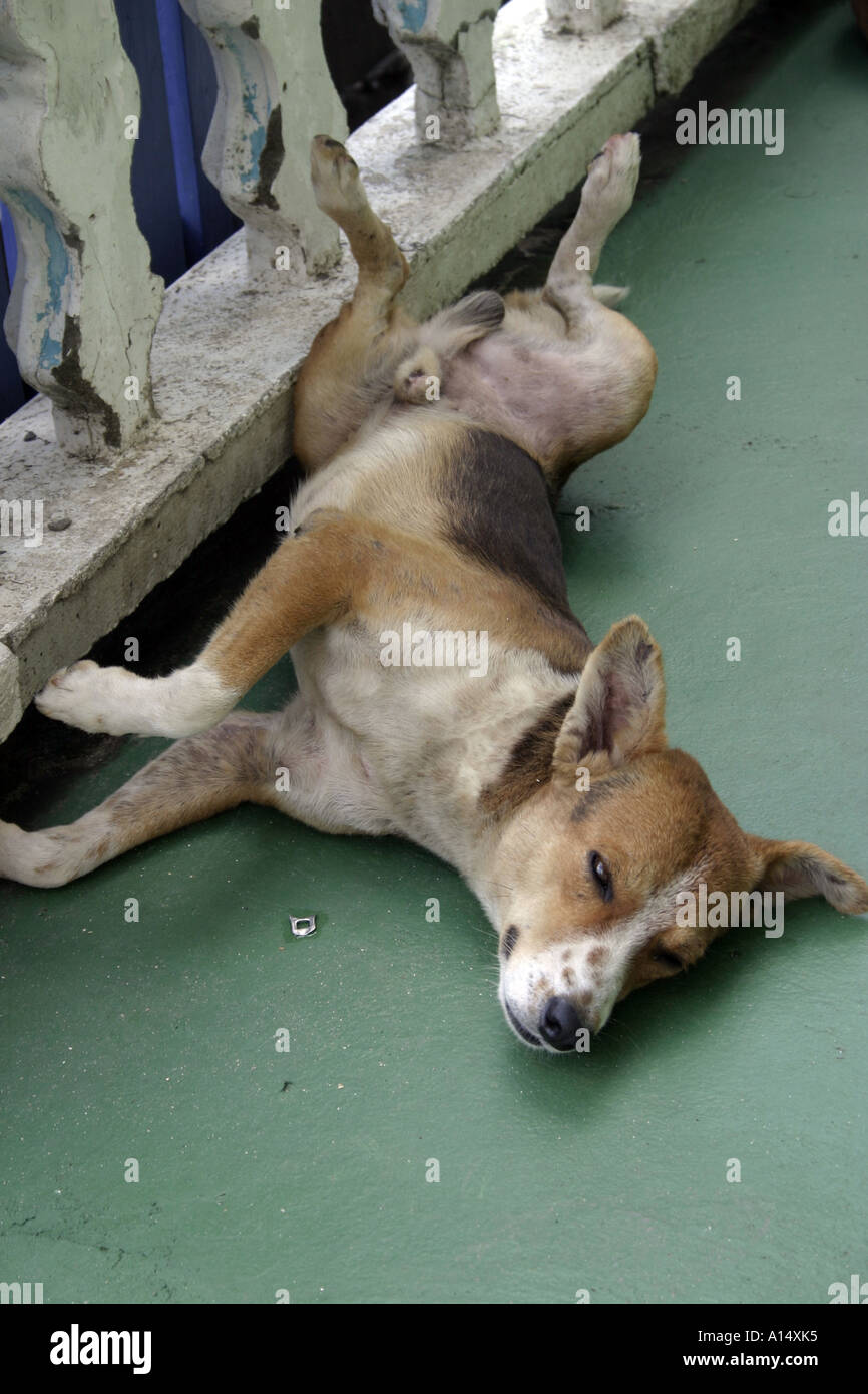 Gechillte Hund von einer balustrade Stockfoto