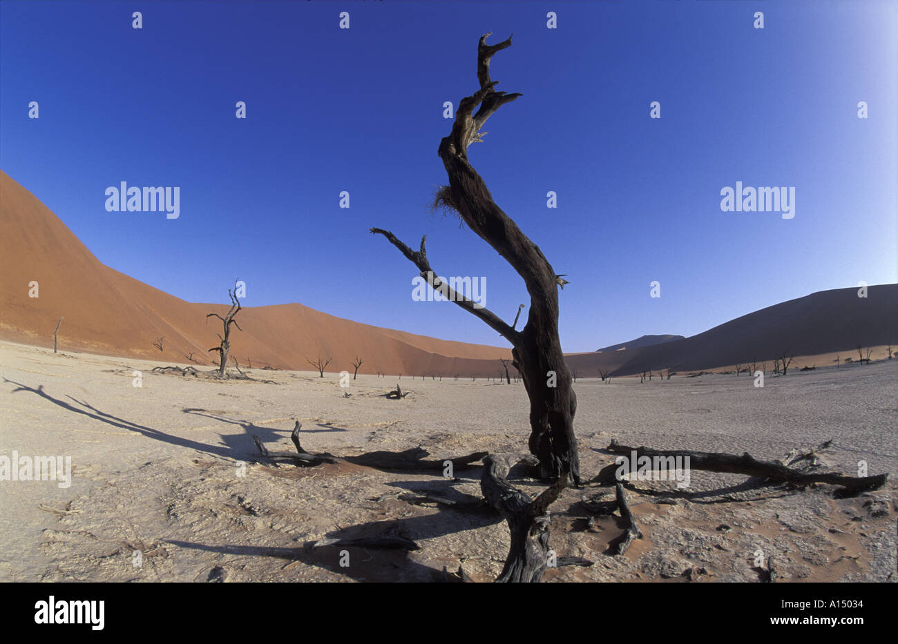 Deadvlei Namib Wüste Namibia Stockfoto