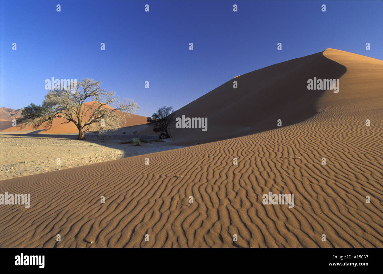 Sanddünen nr Sossusvlei Namib Wüste Namibia Afrika Stockfoto