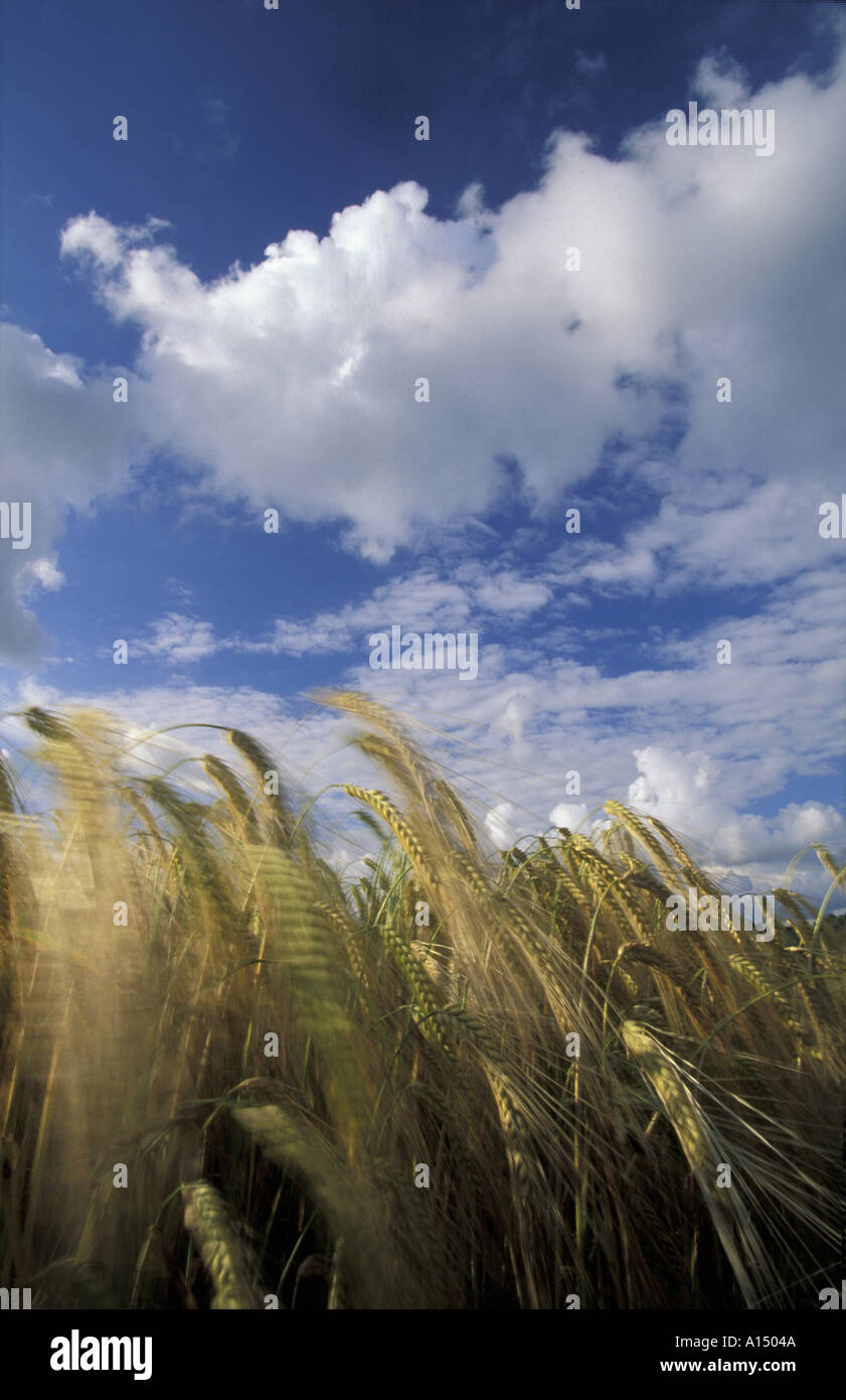 Ernte Feld Somerset UK Stockfoto