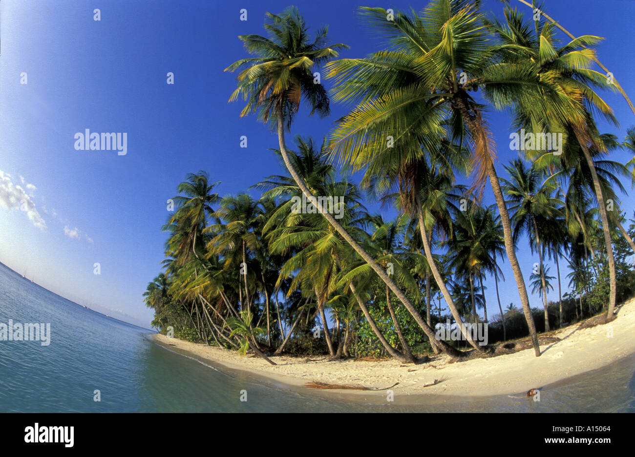 Palm Bäume Pigeon Point Tobago Stockfoto