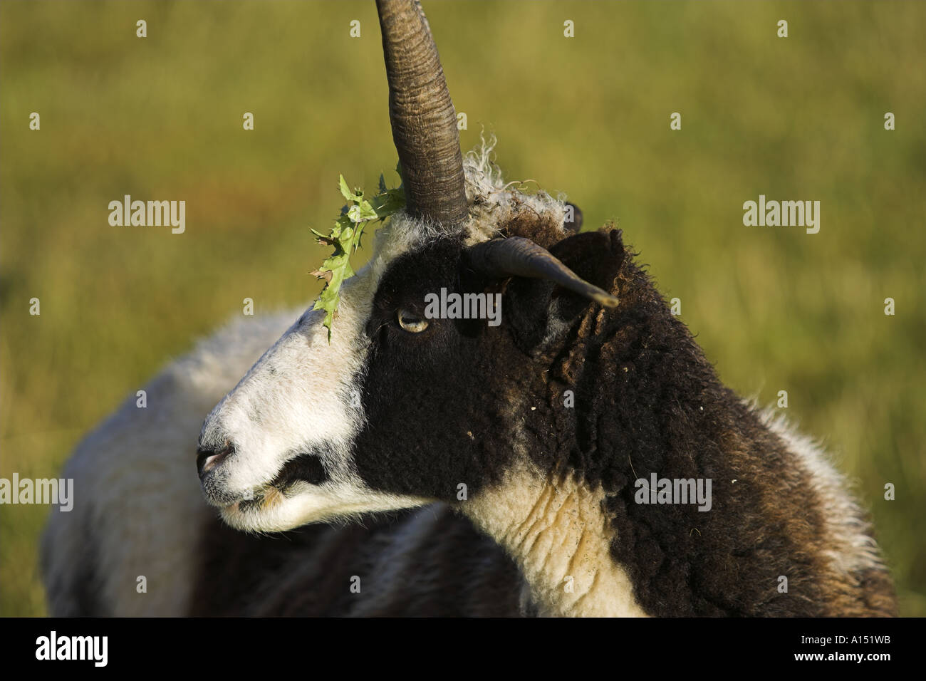 Holly geschmückt Schafe Stockfoto