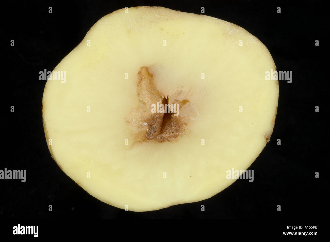 Hohle Herz in der Mitte eine große überwucherten Kartoffelknolle Stockfoto