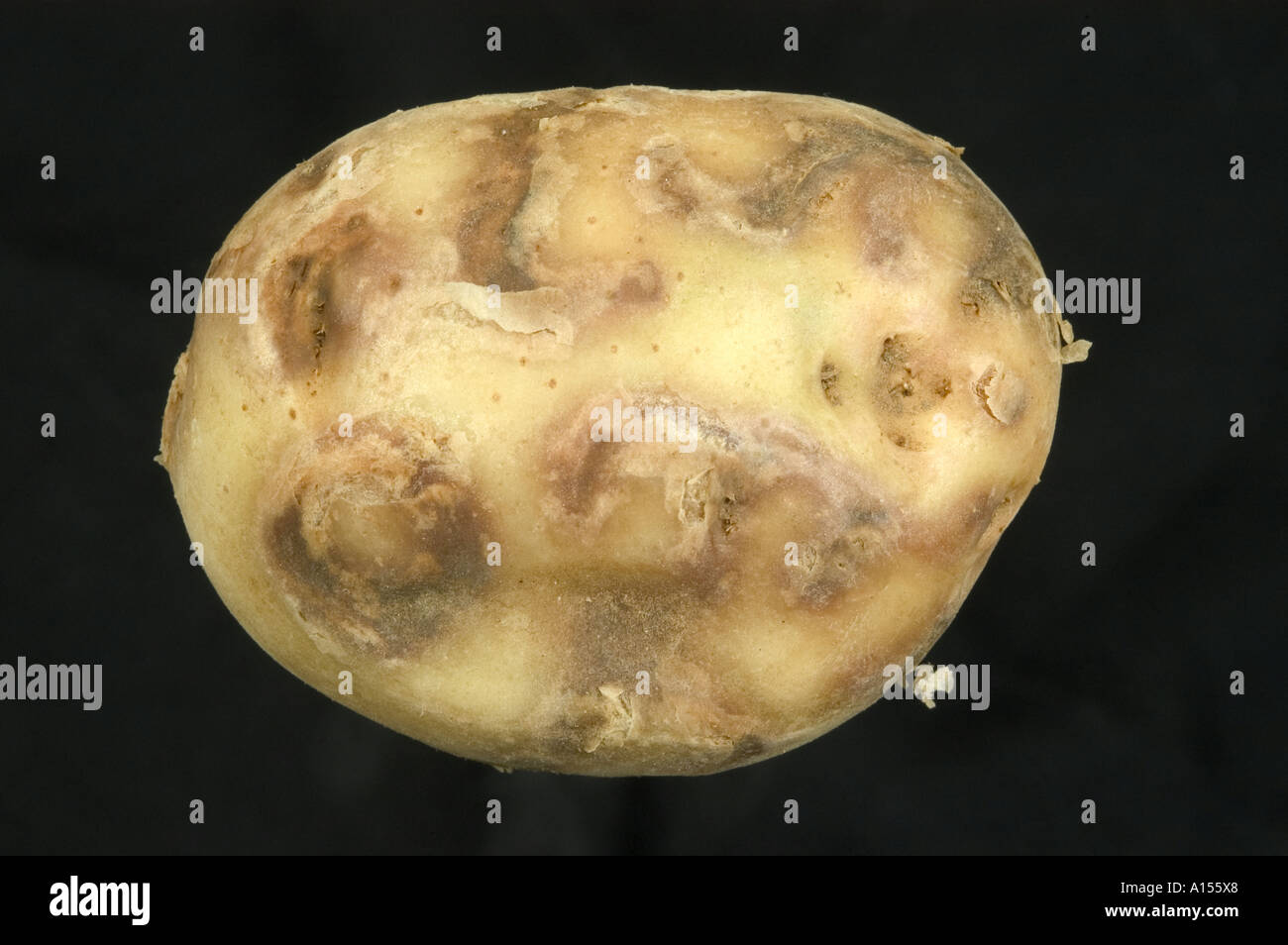 Kartoffelknolle zeigt Läsionen der Kartoffel Virus Y ntn Stockfoto
