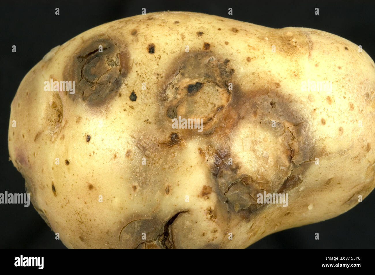 Kartoffelknolle zeigt Läsionen der Kartoffel Virus Y ntn Stockfoto