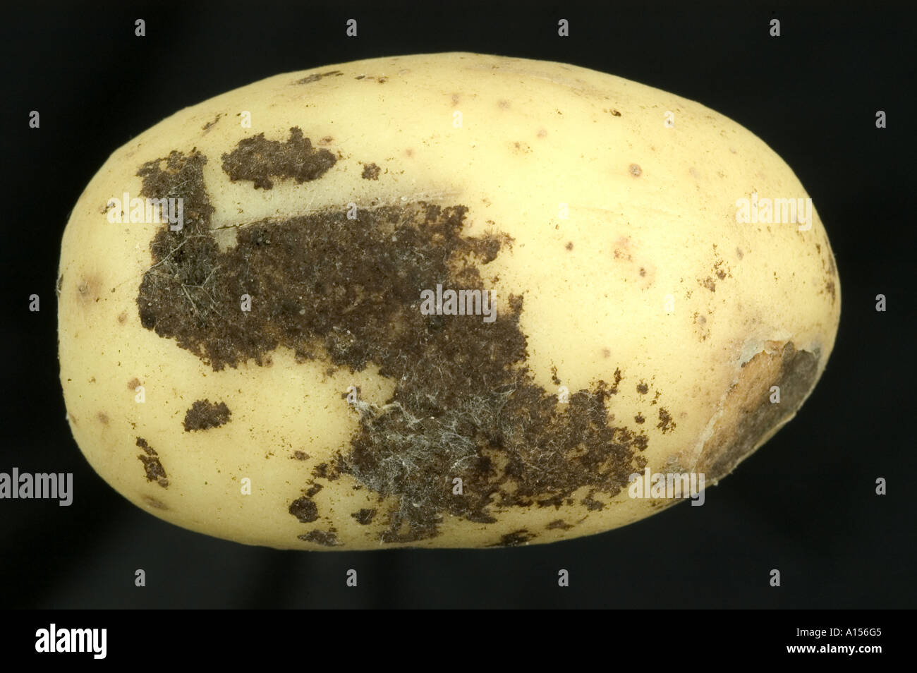 Schwarzer Schorf Rhizoctonia Solani Läsionen an gewaschenen Kartoffelknolle Stockfoto