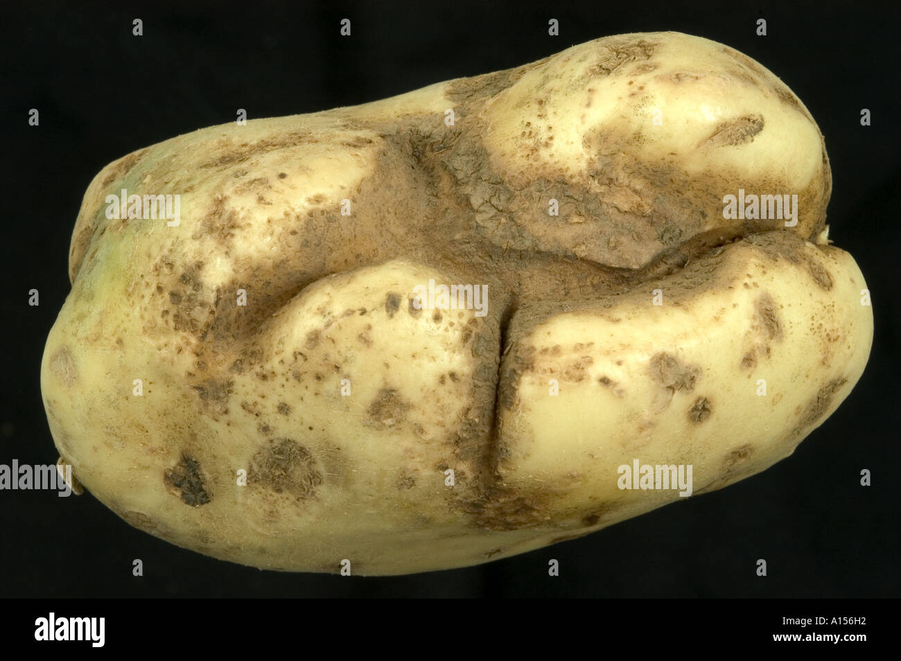 Schwarzer Schorf Rhizoctonia Solani Berostung Verzerrung in Kartoffelknolle Stockfoto