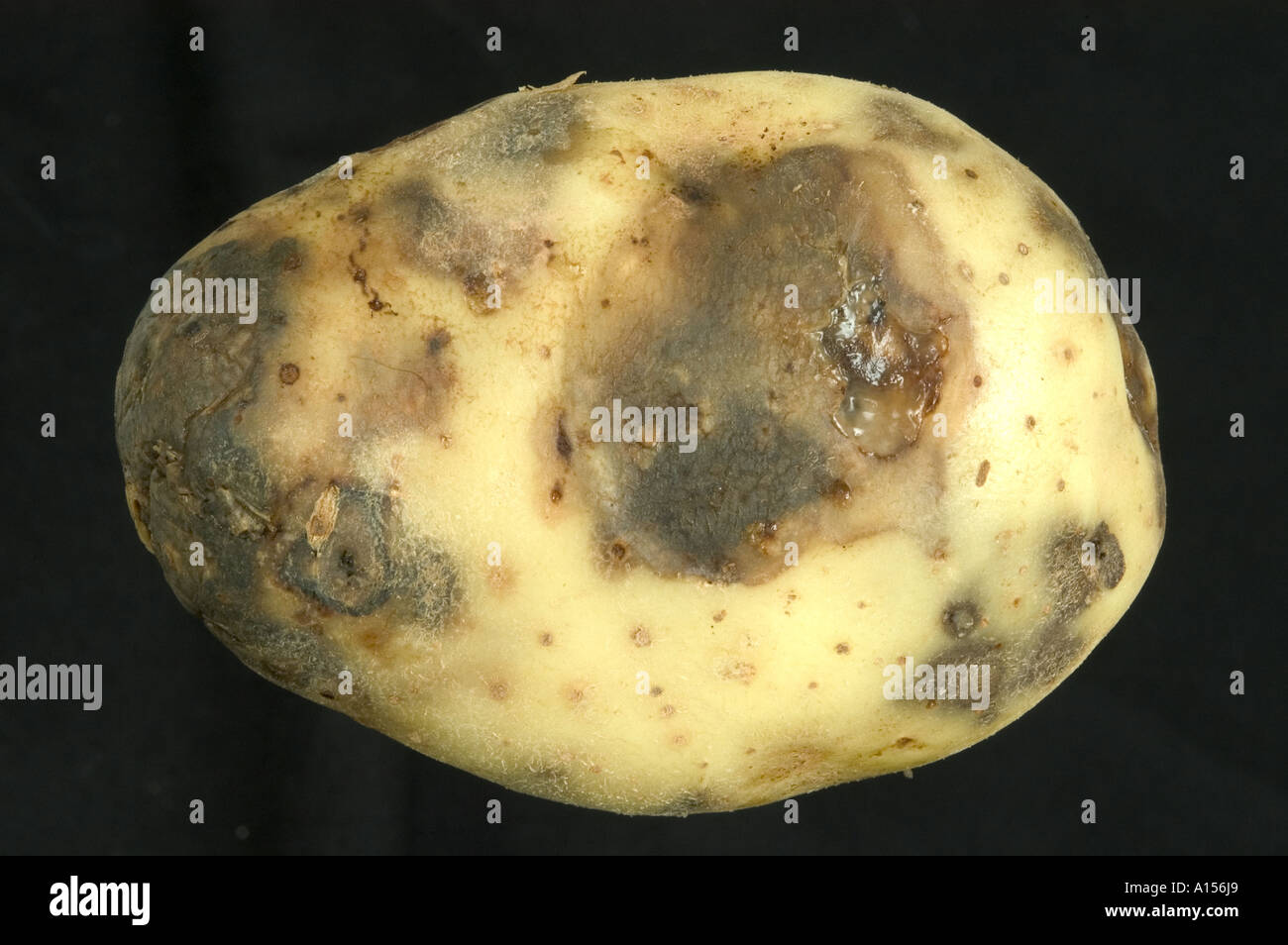 Bakterienfäule (Pektobacterium carotovorum) bei einer frühen Infektion mit Kartoffelknollen Stockfoto