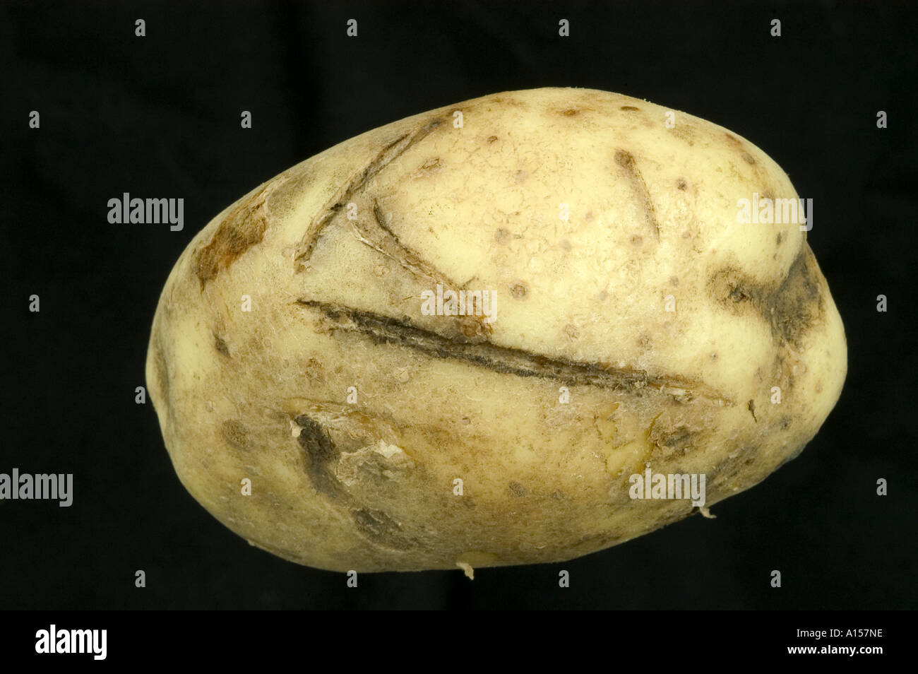 Schneiden Sie oder Spaten Sie Schaden Marken in Kartoffel-Knolle-Oberfläche Stockfoto