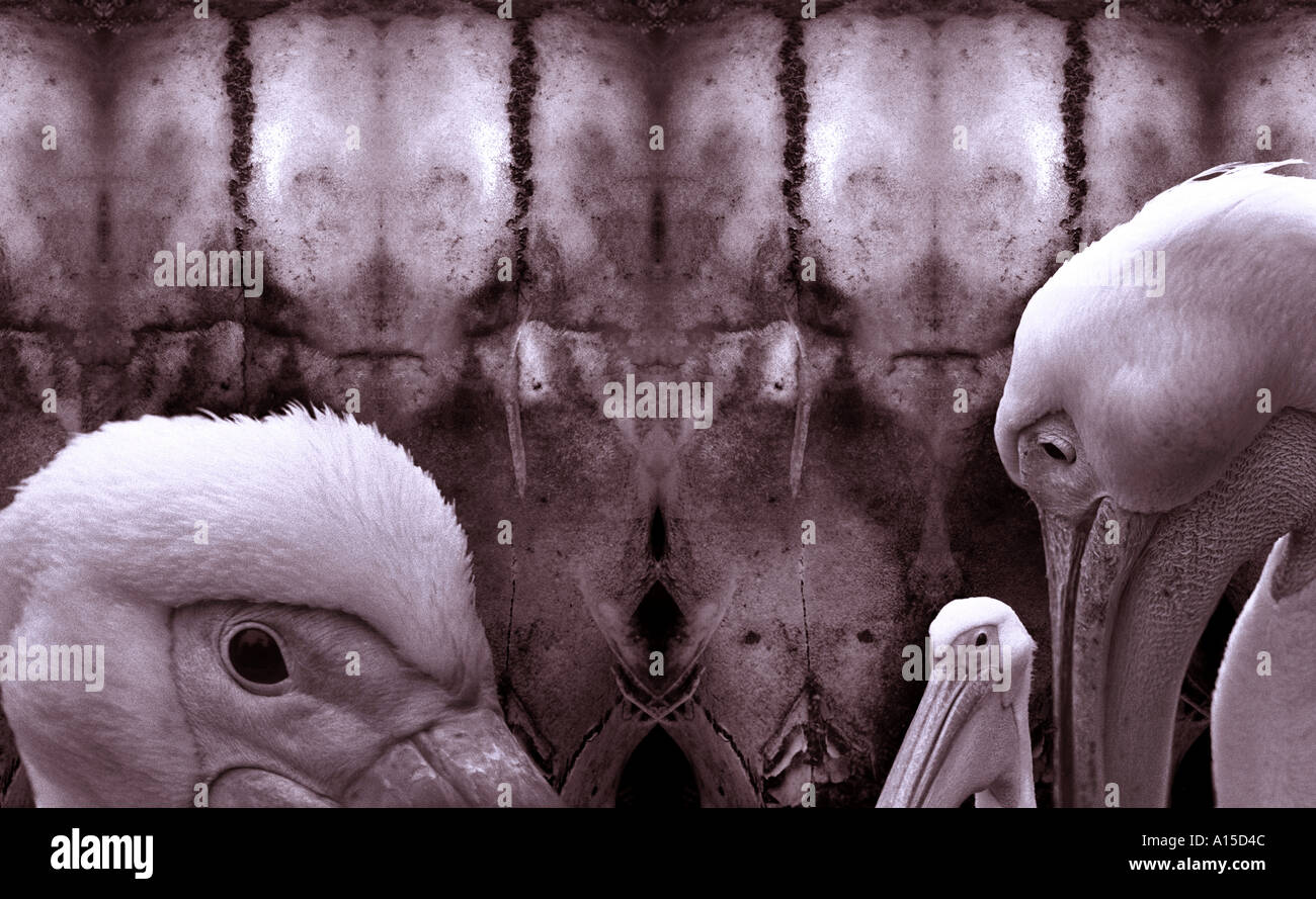 Surrealistische Kunst mit Pelikanen. Stockfoto