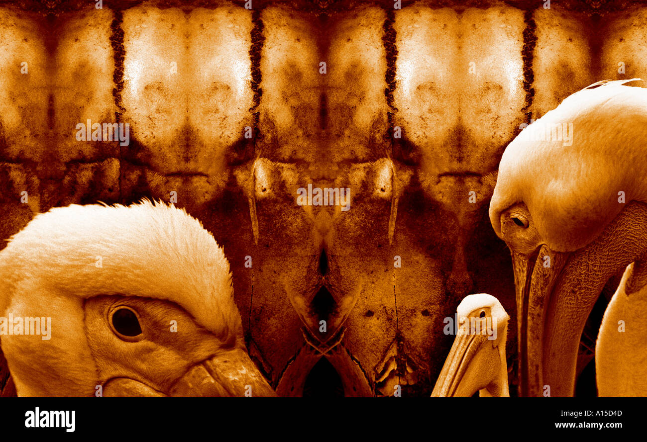 Surrealistische Kunst mit Pelikanen. Stockfoto