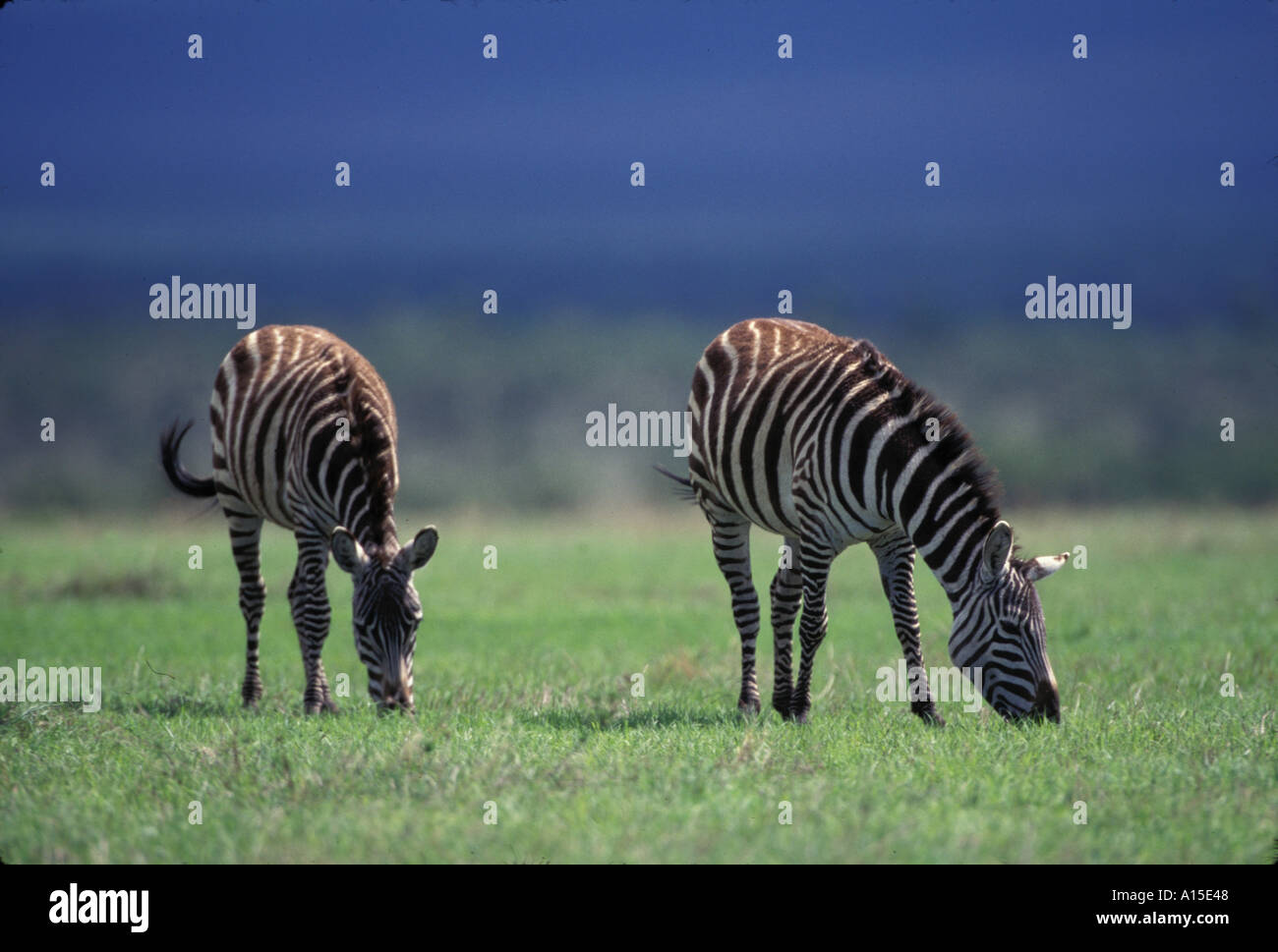 SÄUGETIER BURCHELL S ZEBRA BEWEIDUNG EQUUS BURCHELLI KENIA IN OSTAFRIKA Stockfoto