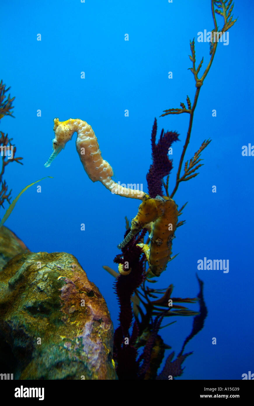 Besucher sehen und erleben Sie Unterwasser Meerestiere an das Florida Aquarium in Tampa Florida Stockfoto