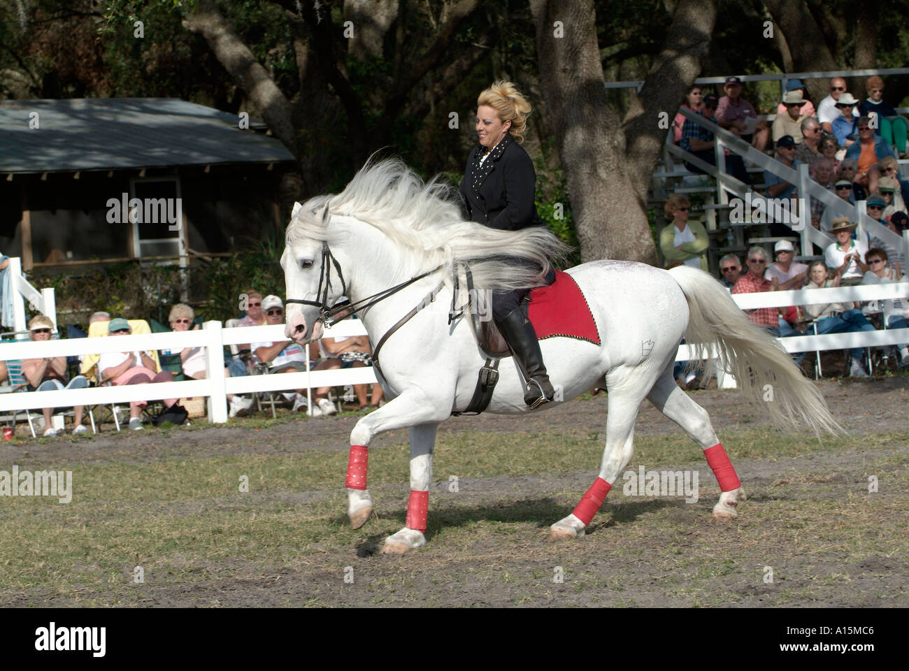 Winterquartier und Ausbildungsstätte der Lippizzan Hengste Österreich an Mayaka Stadt Florida setzen auf kostenlose Show für Publikum Stockfoto