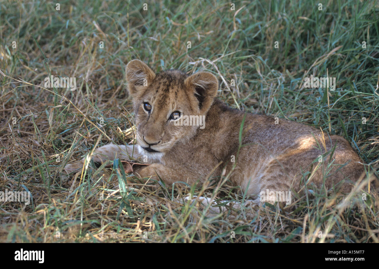 African Lion Cub Panthera leo Stockfoto