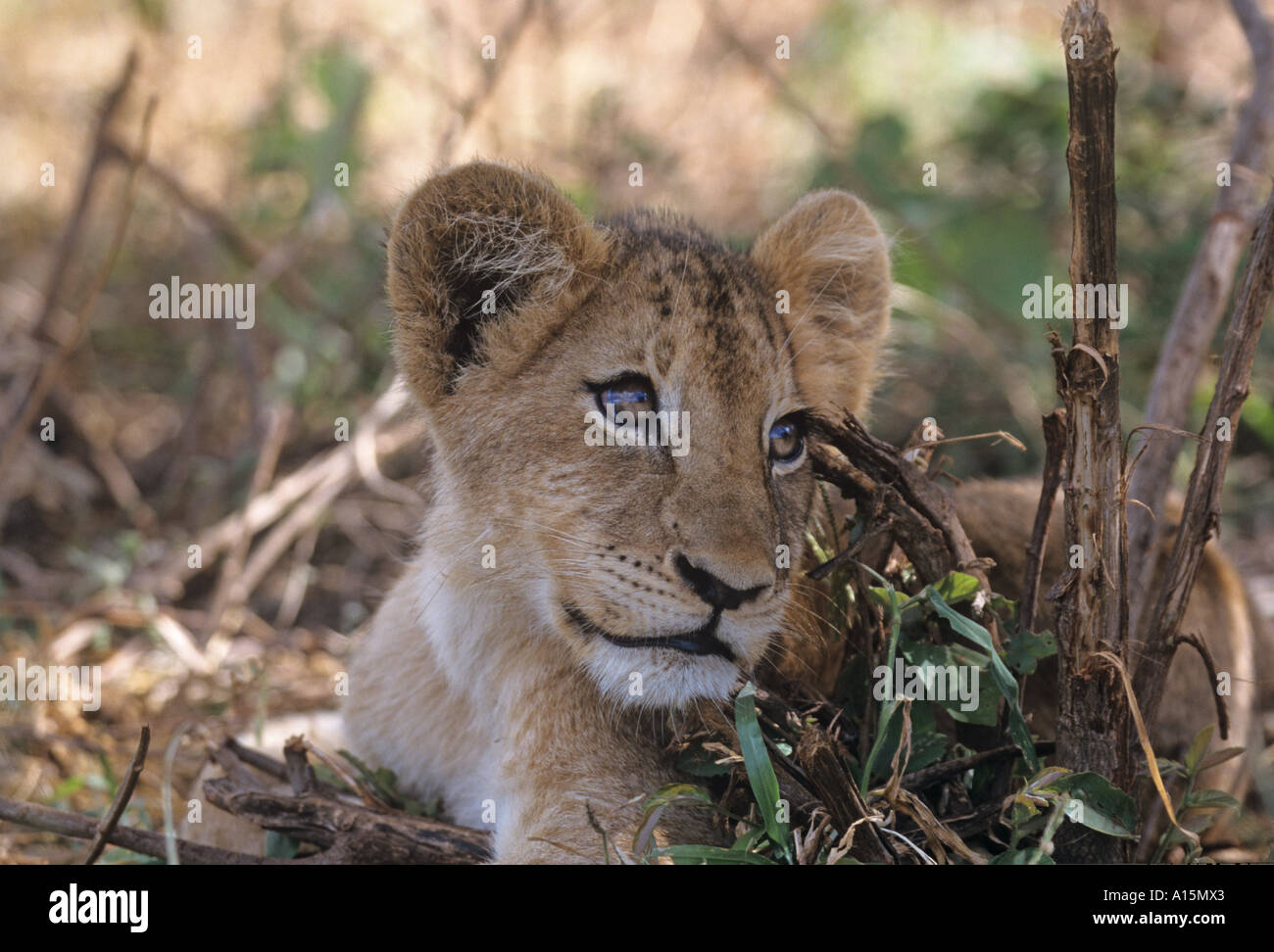 African Lion Cub Panthera leo Stockfoto