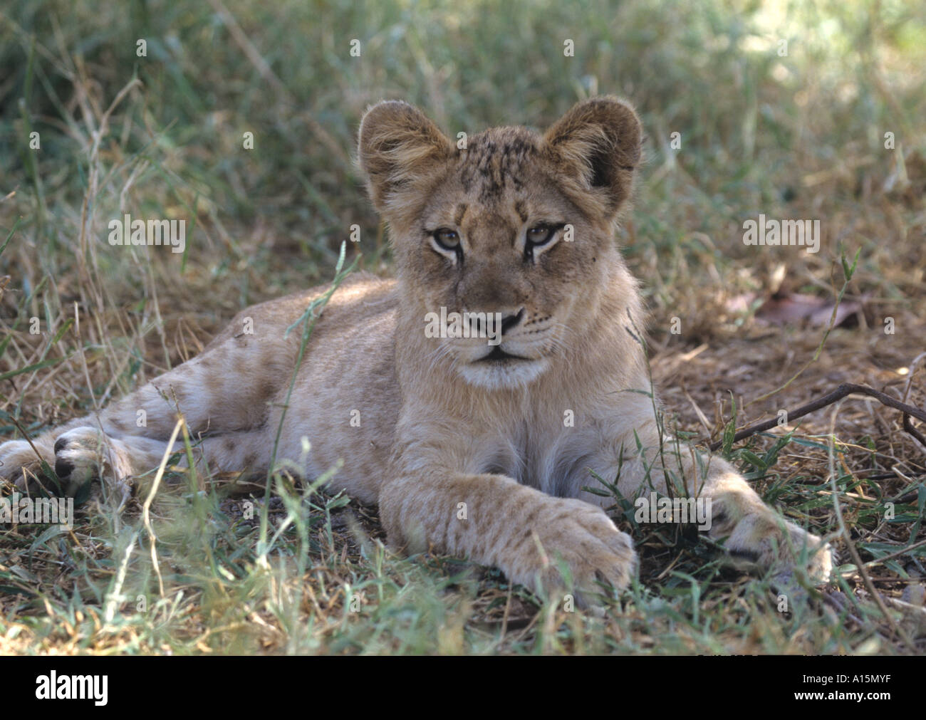 African Lion Cub Panthera leo Stockfoto