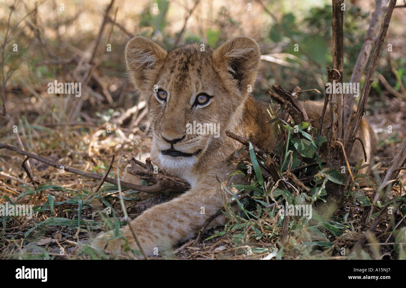 African Lion Cub Panthera leo Stockfoto