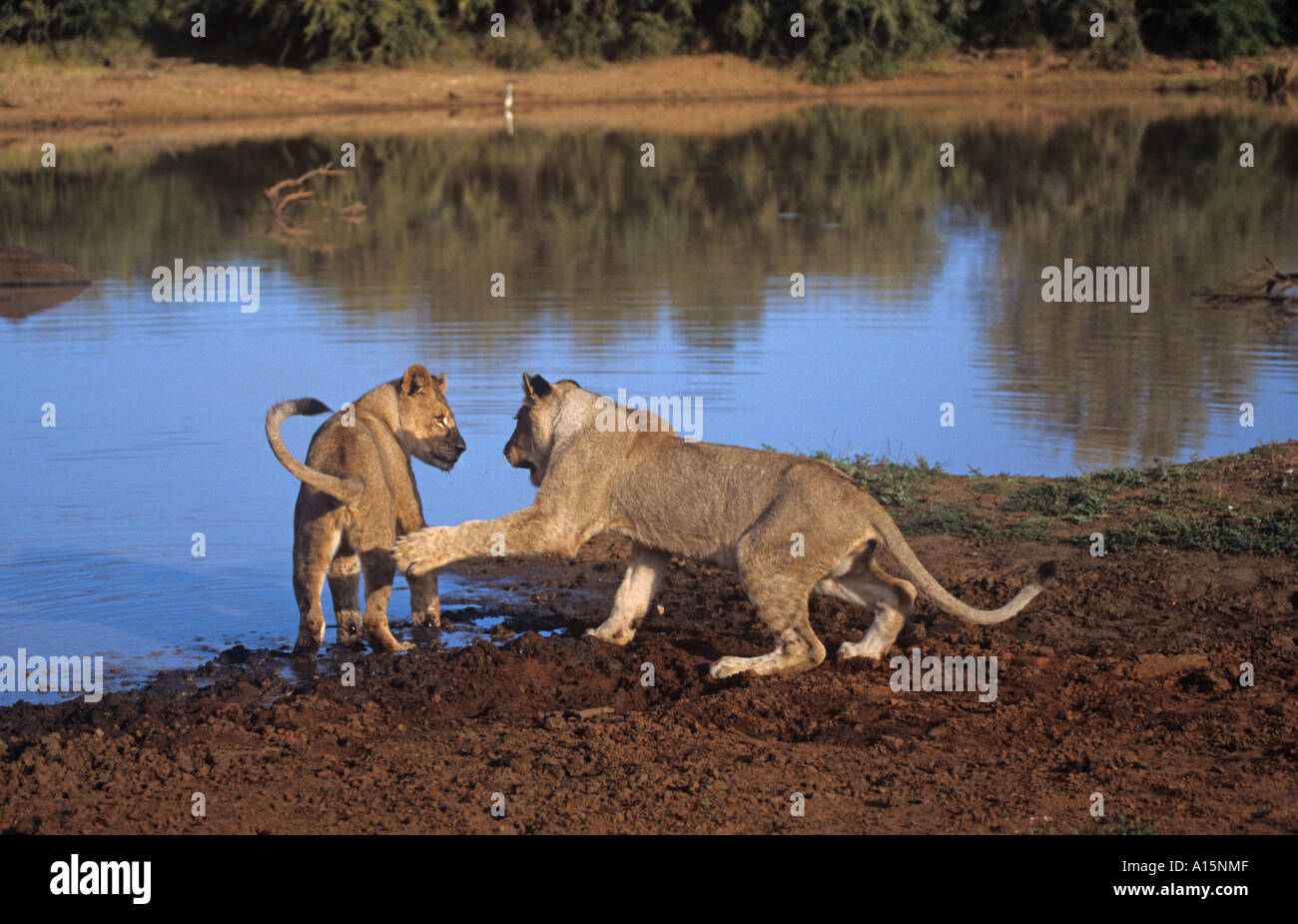 African Lion Cubs spielen Panthera leo Stockfoto