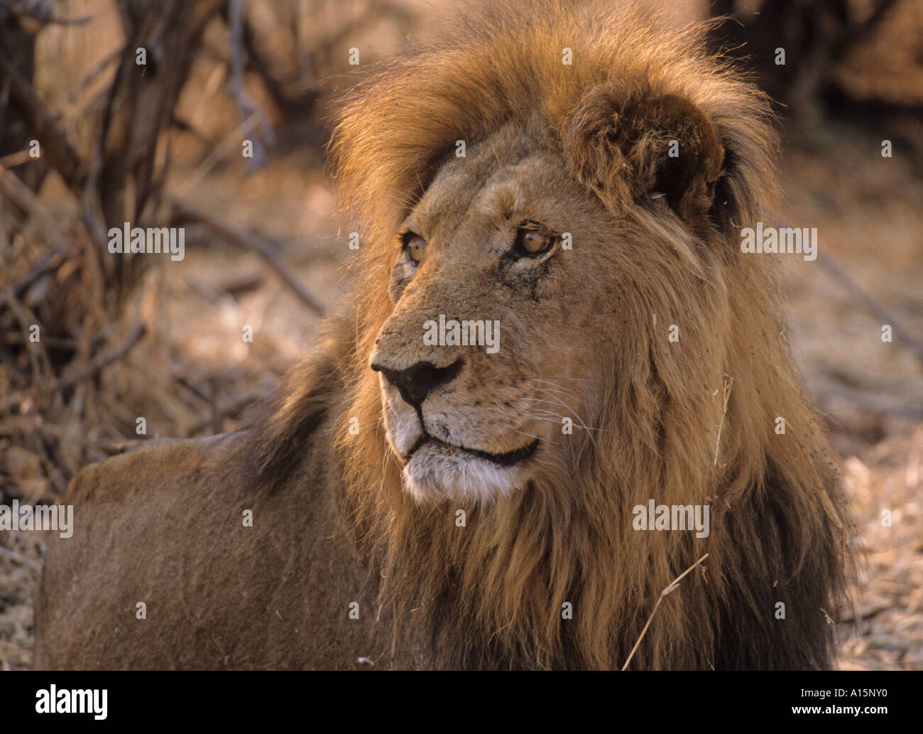 Afrikanische Löwe Panthera leo Stockfoto