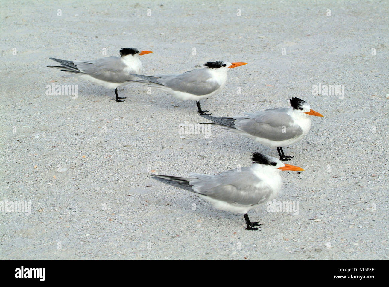 Florida Wasservögel auf konstant halten Sie Ausschau nach Essen Stockfoto