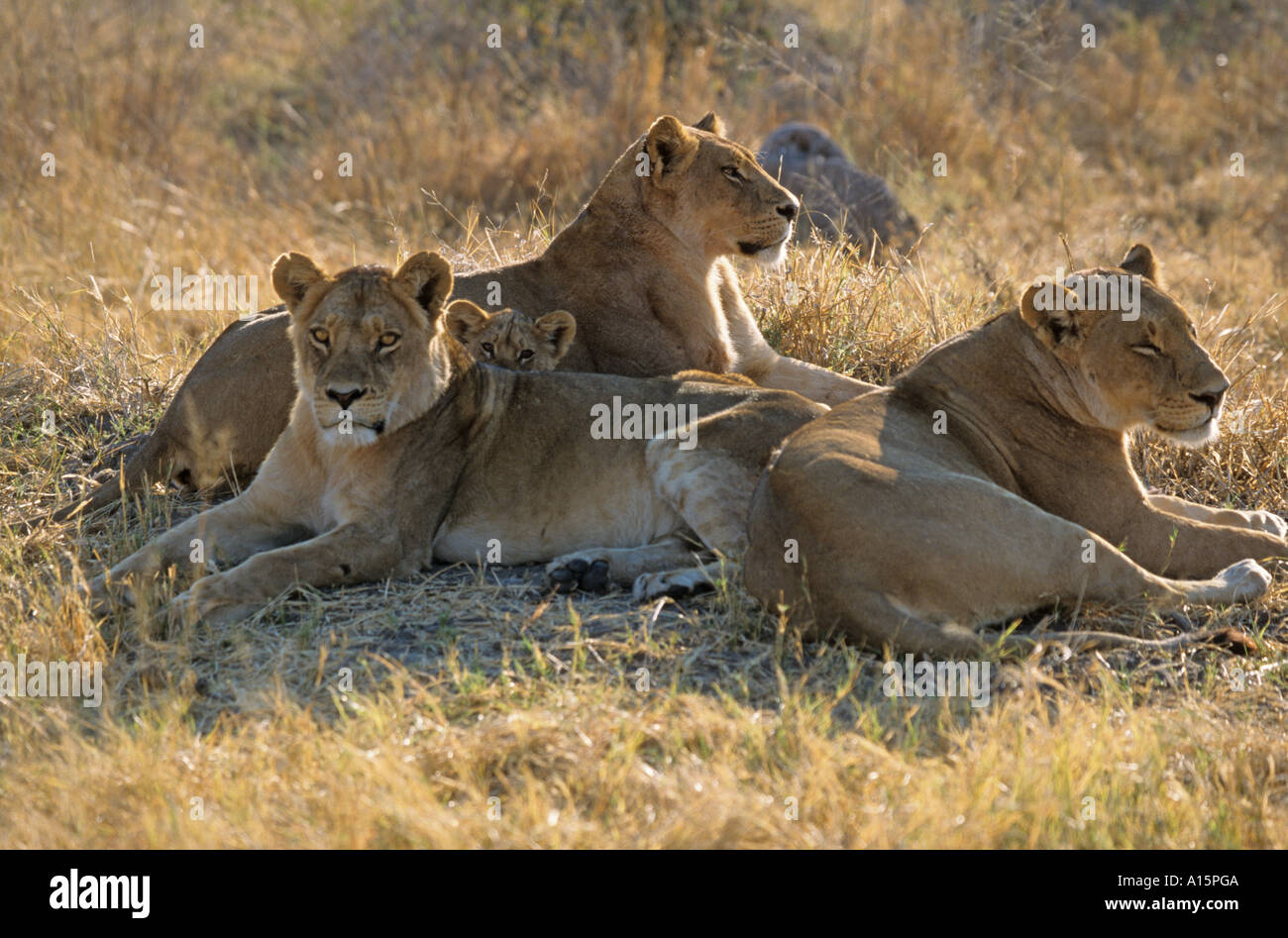 Afrikanische Löwin & Cub Panthera leo Stockfoto